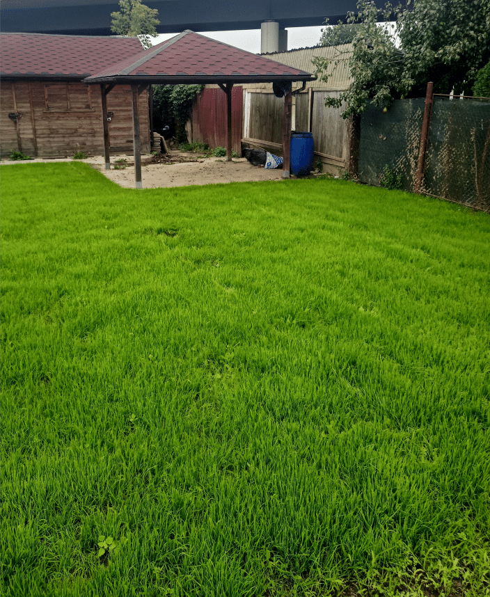 zakladani travniku opava po