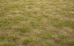 vertikulace travniku opava dansa