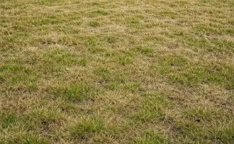 Jarní restart trávníku: Jak na dokonalý zelený koberec (Krok za krokem)