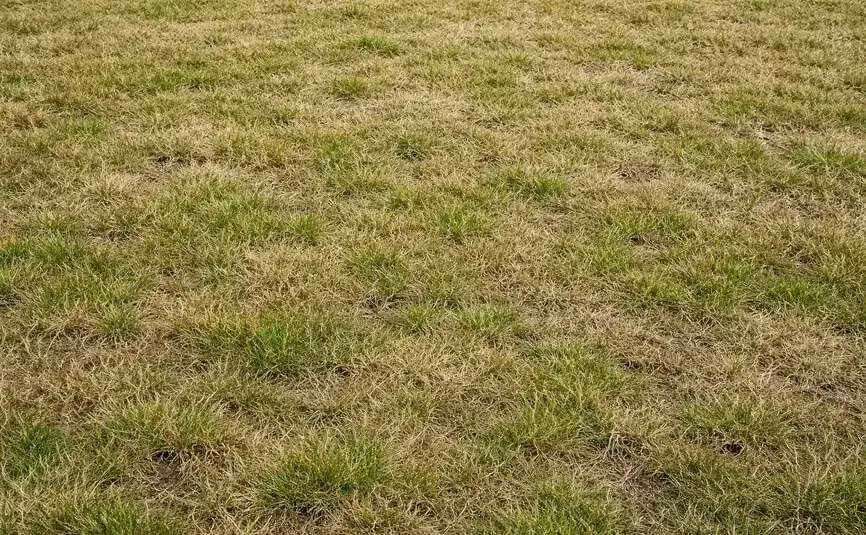 vertikulace travniku opava dansa